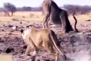 شکار گوزن توسط شیر ها (حیات وحش آفریقا) ۲۰۲۱