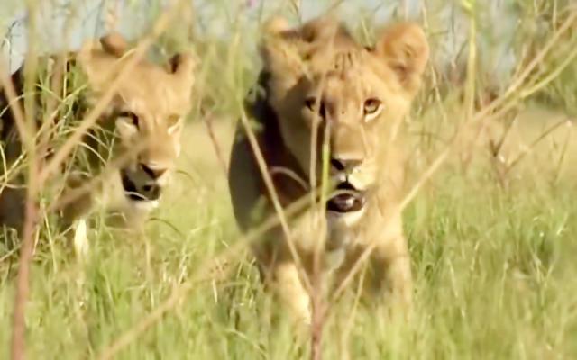 شیرها در مقابل بوفالو – حیات وحش