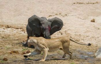 صحنه ای از شکار کردن بچه فیل توسط گله شیر ها