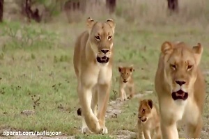 صحنه های بسیار جذاب از حیوانات وحشی و توله هایشان در حیات وحش