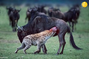 صحنه هایی بسیار زیبا از شکار کردن حیوانات وحشی