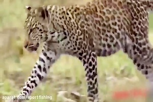 فیلم مستند جنگ و جدال طوفانی پلنگها و حیوانات