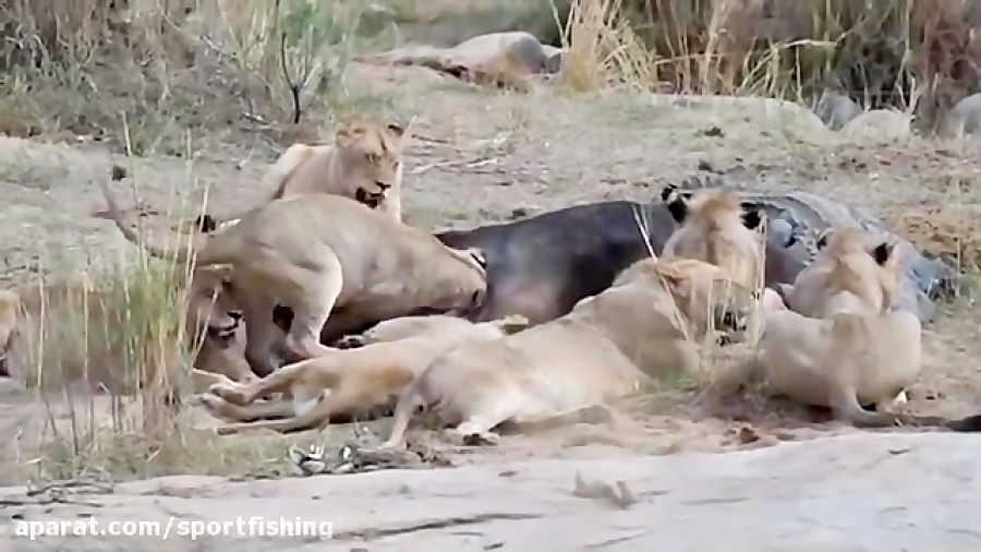 فیلم مستند عجایب جنگ و شکار حیوانات حیات وحش