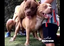 لحظاتی قبل از جفتگیری دو پیتبول