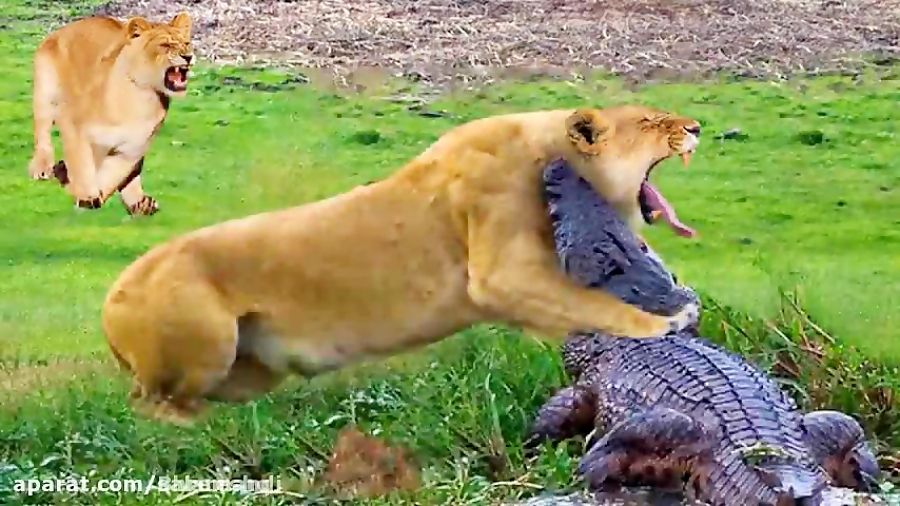 مستند حیات وحش از جنگ حیوانات وحشی باهم و شکار شدن شیر توسط تمساح