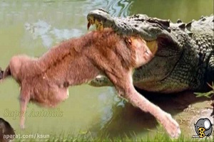 مستند حیات وحش از جنگ حیوانات وحشی و شکار شدن شیر توسط تمساح