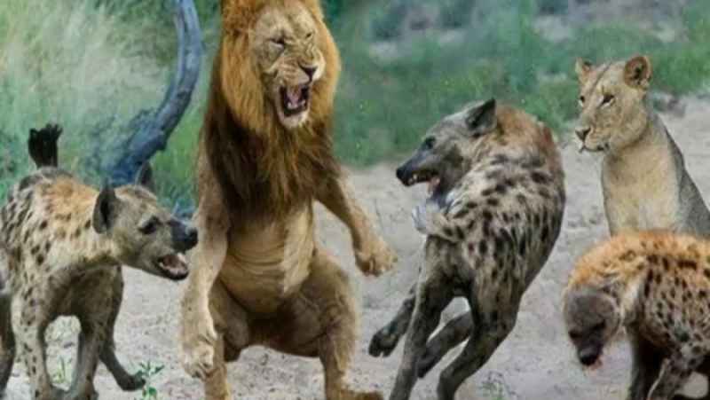 نبرد حیوانات وحشی جنگ شیر و کفتارها