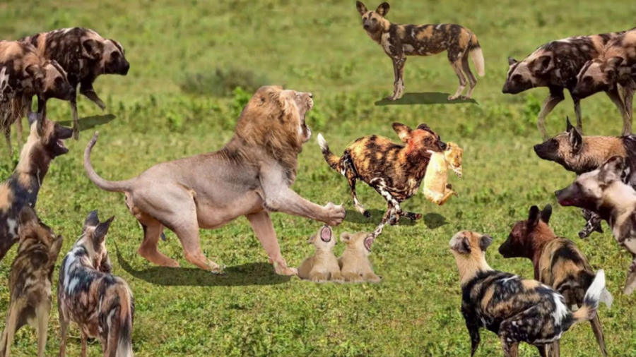 نبرد سگهای وحشی با حیوانات وحشی