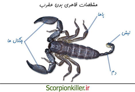 نیش زدن وحشتناک و شدید عقرب