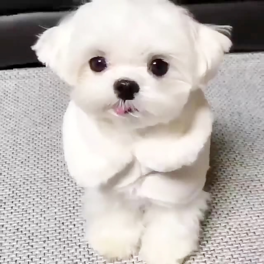 هاپو های با نمک و خفن و گوگولی حتما بینید عاشقش میشید