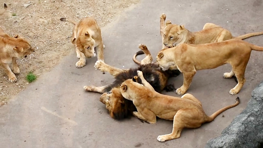 پیر شدن شیر ها در حیات وحش
