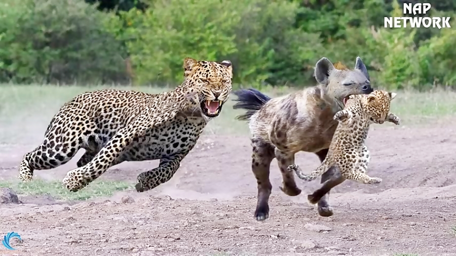 کلیپ حیواناتحیوانات وحشیشکار حیواناتحیات وحش