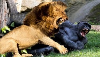 کلیپ های جنگ و نبرد حیوانات