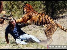 10 حمله حیوانات وحشی در طبیعت