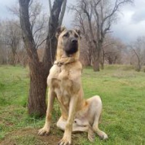 15 عادت عجیب بهترین نژاد حیوانات در جفت گیری