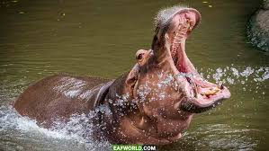 اسب آبی عصبانی به هیچ کس رحم نمی کنه