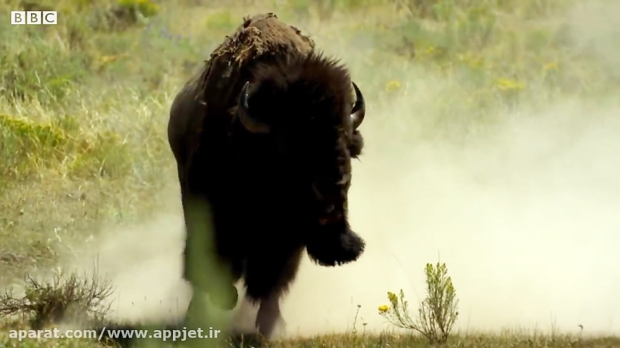 بهترین مبارزات جفتگیری بهترین نژاد حیوانات در یک ویدیو