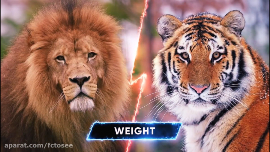 جنگ و نبرد شیر و ببر در حیات وحش