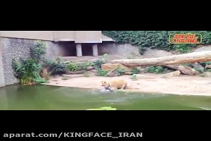 حمله حیوانات به پرندگان در باغ وحش