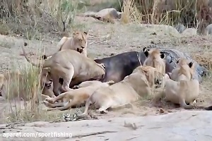 حیات وحش، از جنگ داخلی شیرها تا حمله به حیوانات بزرگ