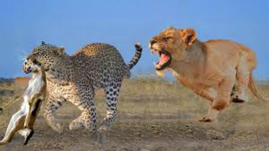 حیات وحش، تلاش شکارچیان برای بقاء از شیر تا پلنگ