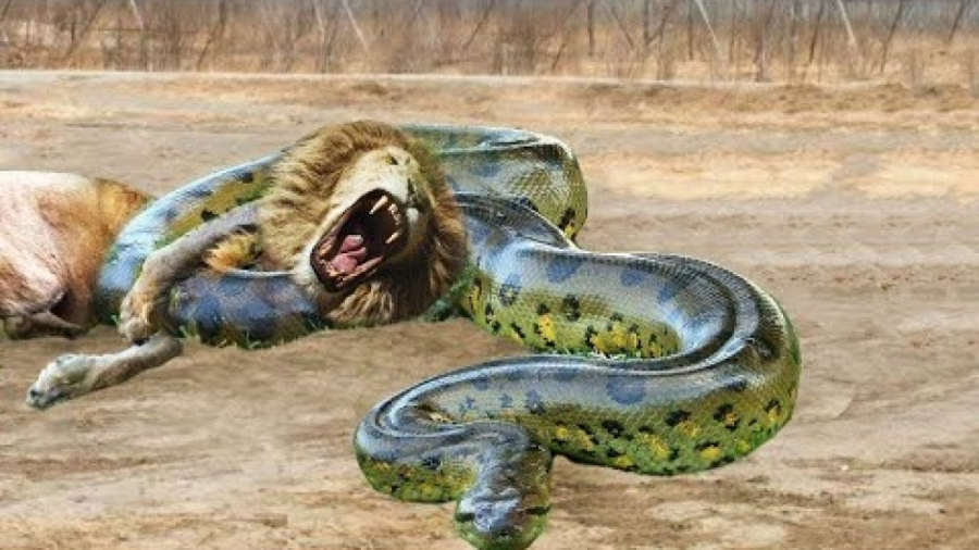 دیوانه ترین حملات شیر در مقابل پیتون ببر گوریل فیل سگ وحشی تمساح بوفالو