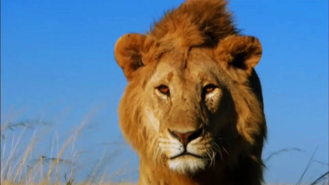 راز بقا – شکست خوردن سلطان جنگل – مستند حیات وحش