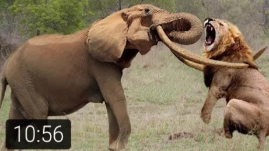 راز بقا - مستند حیات وحش - جنگ شیر مادر با حیوانات وحشی