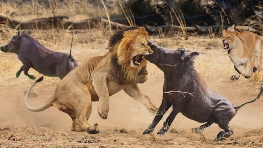 راز بقا – مستند حیات وحش – جنگ شیر مادر با حیوانات وحشی