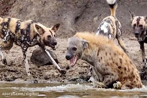 رازبقاء حیوانات وحشی حمله کفتار ها