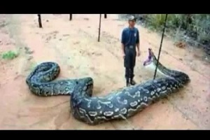 شکار حیوانات توسط مار پیتون غولپیکر و بزرگ