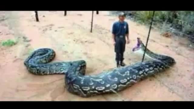 شکار حیوانات توسط مار پیتون غولپیکر و بزرگ