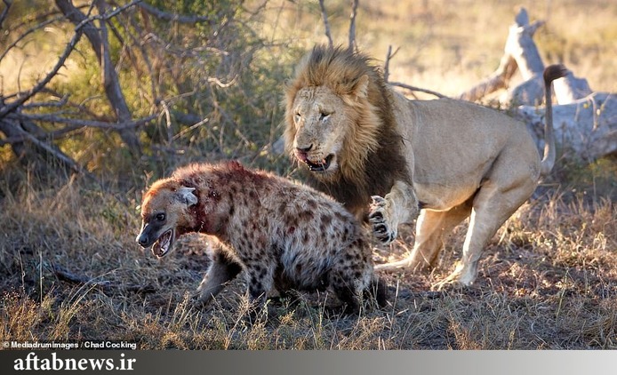 شکار حیوانات - حمله کفتارها به شکار پلنگ - حیات وحش