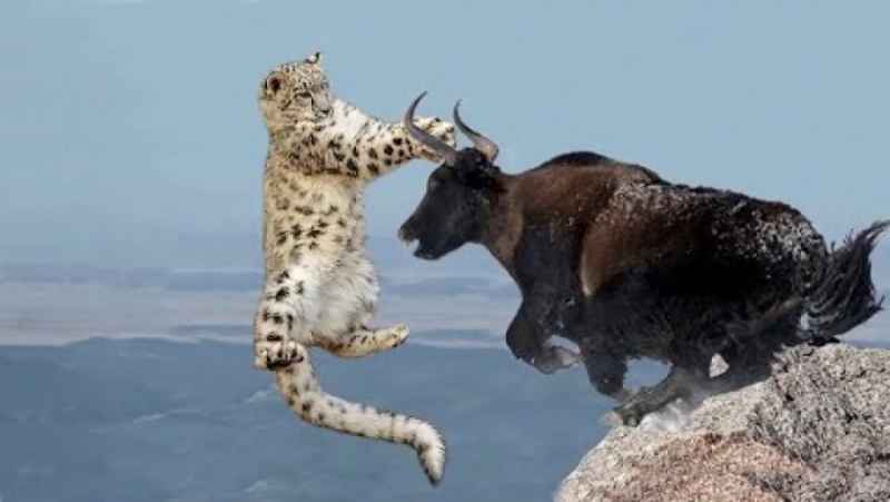 شکار حیوانات | نجات دادن یاک از چنگال پلنگ برفی | حیات وحش