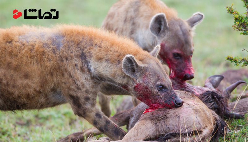 شکار حیوانات وحشی زنده خواری کفتار ها