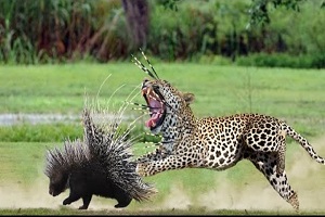 شکار مرگبار حیوانات - قدرت وحشتناک جوجه‌تیغی - حیات وحش