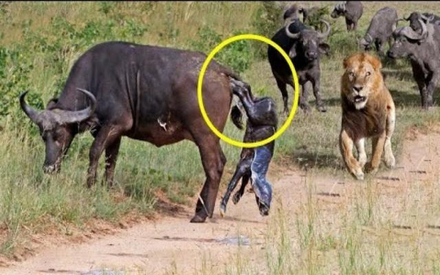 شیرها در مقابل بوفالو - حیات وحش