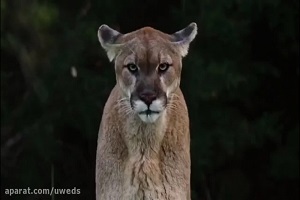 مجموعه ای از حمله شیر به حیوانات...حتما ببینید.