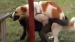 نبرد خونین بهترین نژاد حیوانات جفت گیری