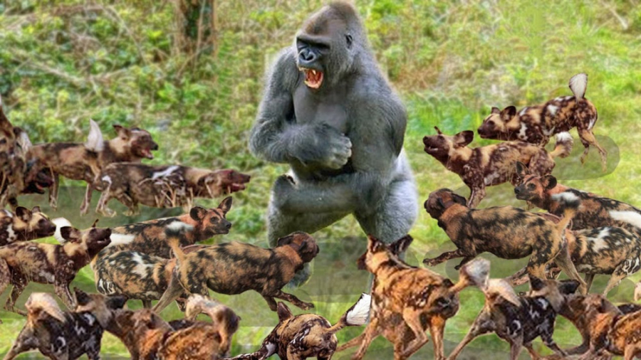 گوریل در مقابل سگ وحشی – شگفت انگیزترین حمله حیوانات