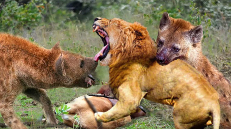 جنگ حیوانات وحشی