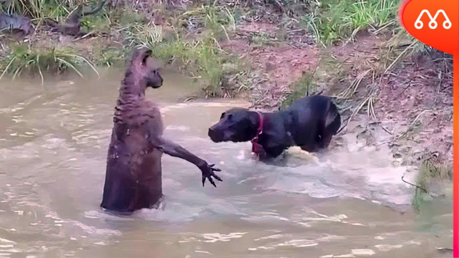 کانگورو عصبانی