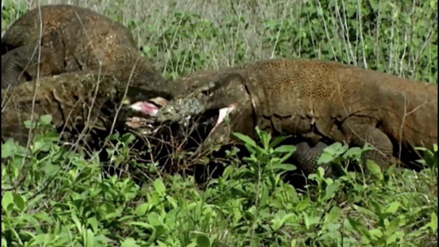 اژدهای کومودو 5 حیوان را زنده خورد