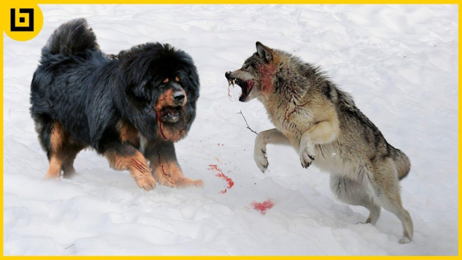 15 سگی که گرگ ها به شدت از آنها می ترسند