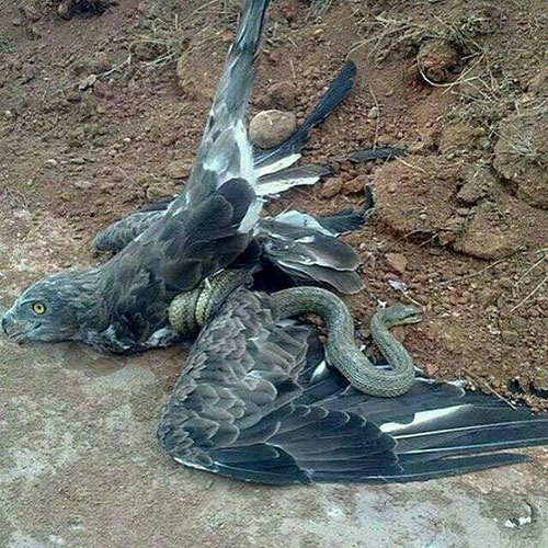 بهترین ویدیوی واقعی عقاب در مقابل مار پیتون