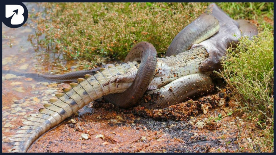 وقتی شکارچیان خودشان طعمه می شوند دیدنی ترین لحظ های شکار