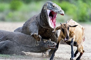 برترین حملات شیرها – کلیپ حیوانات وحشی – حمله شیر به اژدها کومودو