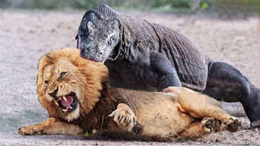 ترسناک!!!! برترین حملات شیرها - کلیپ حیوانات وحشی - حمله شیر به اژدها کومودو