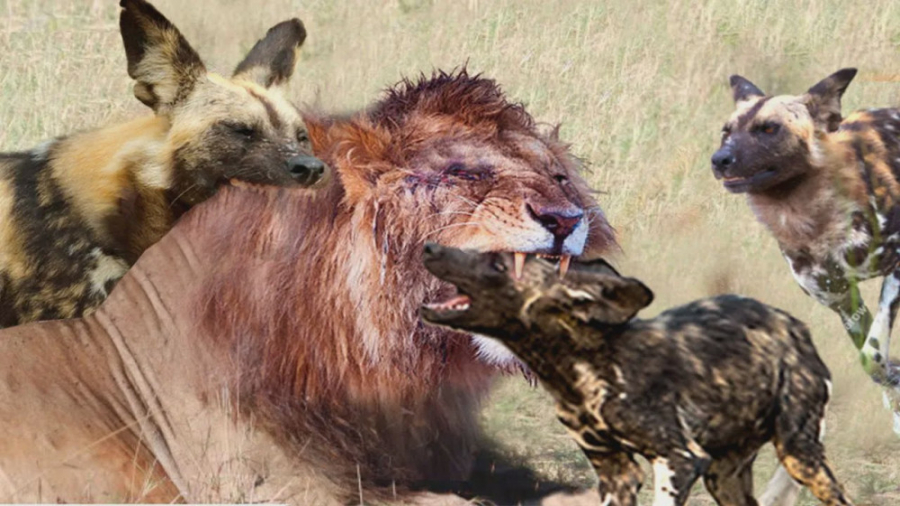 حمله حیوانات ,شیر