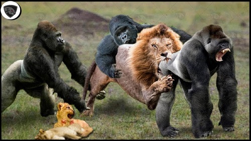 حمله حیوانات وحشی – ربودن بچه شیر توسط گوریل – راز بقا حیوانات